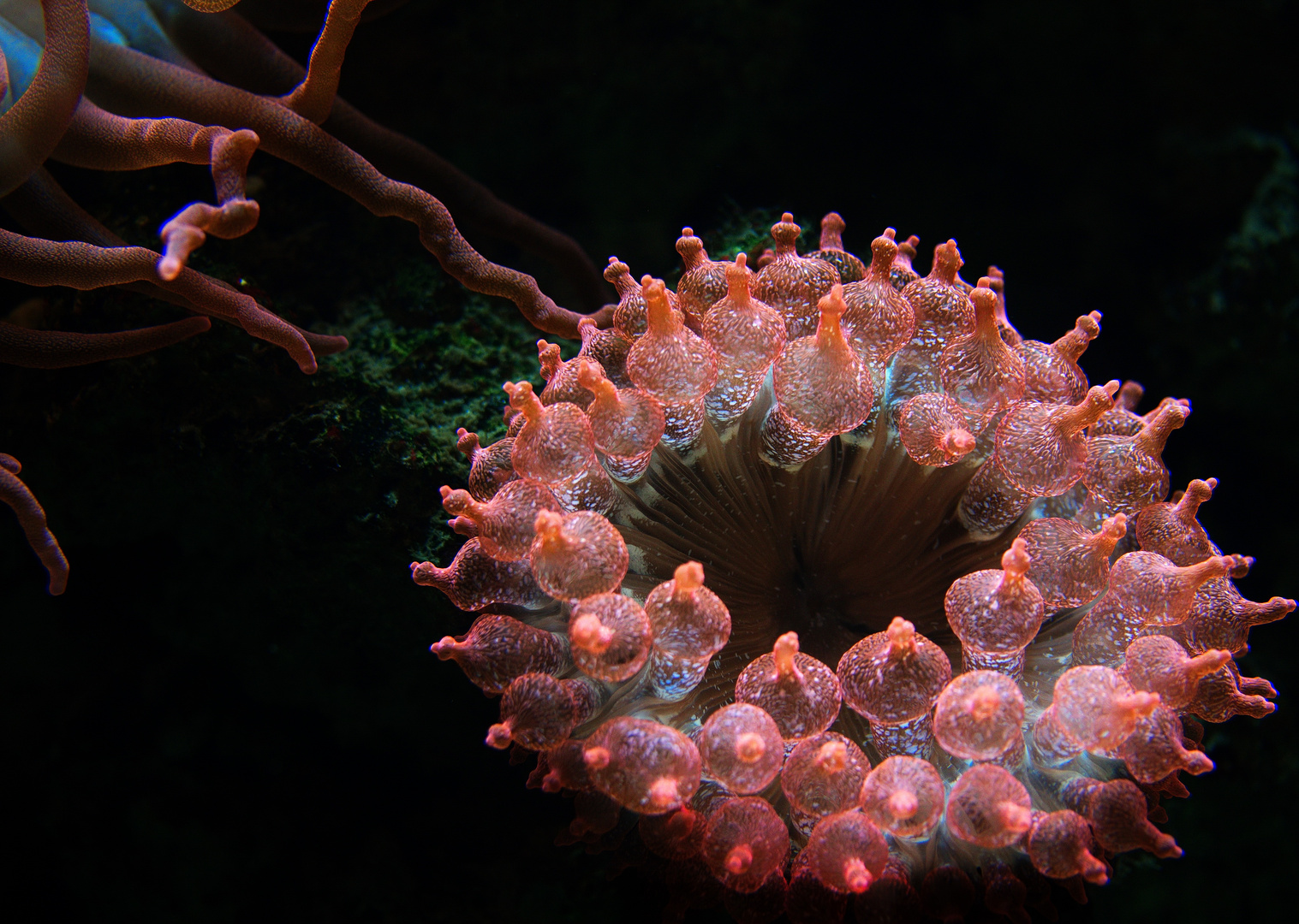 Seeanemone im Aquarium des Kölner Zoos