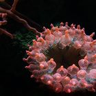 Seeanemone im Aquarium des Kölner Zoos