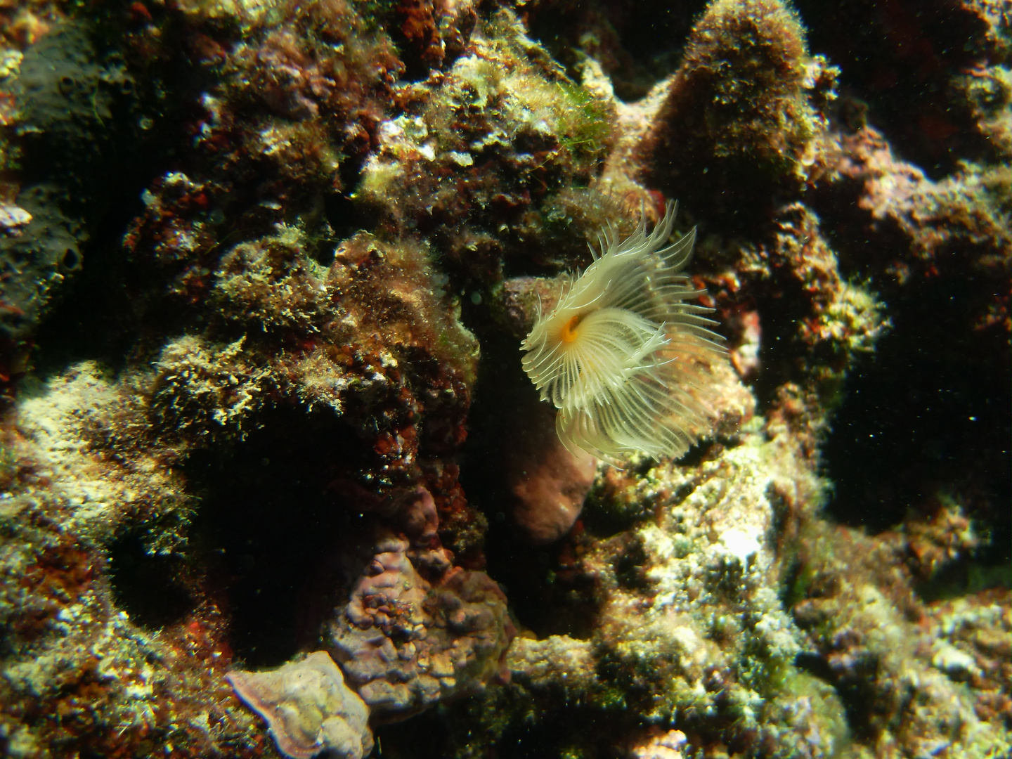 Seeanemone im Flachwasser