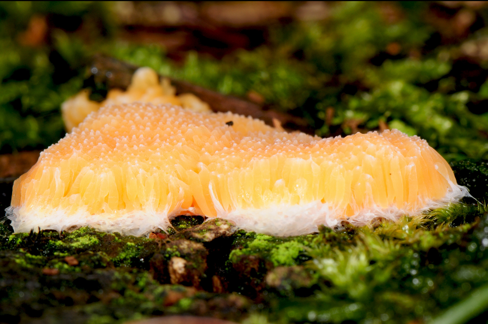 Seeanemone im Wald ...?