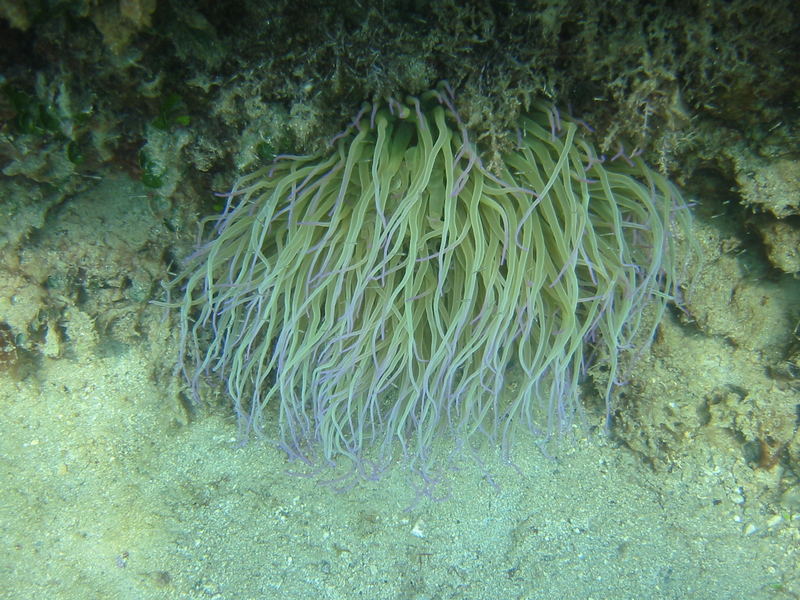 Seeanemone in Kroatien Adria