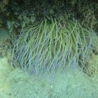 Seeanemone in Kroatien Adria