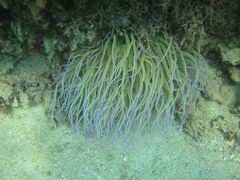 Seeanemone in Kroatien Adria