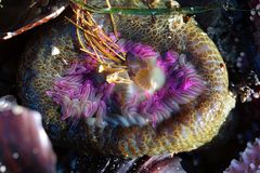 Seeanemone in Schooner Cove, Tofino