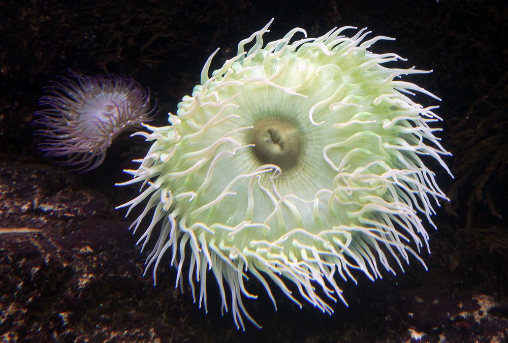 Seeanemone, Oceanario Lisboa