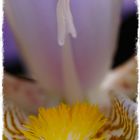 Seeanemone oder Iris