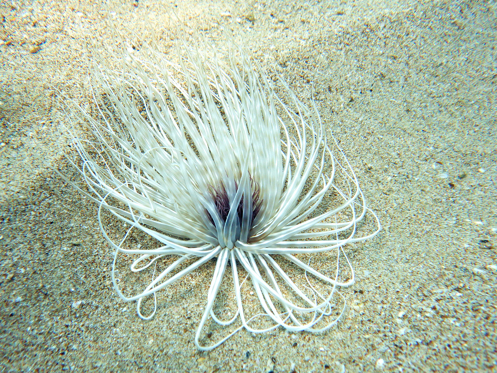 Seeanemone - Zylinderrose (Ceriantharia)