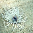 Seeanemone - Zylinderrose (Ceriantharia)