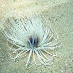 Seeanemone - Zylinderrose (Ceriantharia)