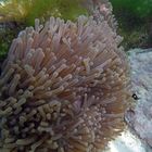 seeanemonen