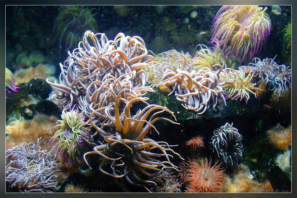 Seeanemonen