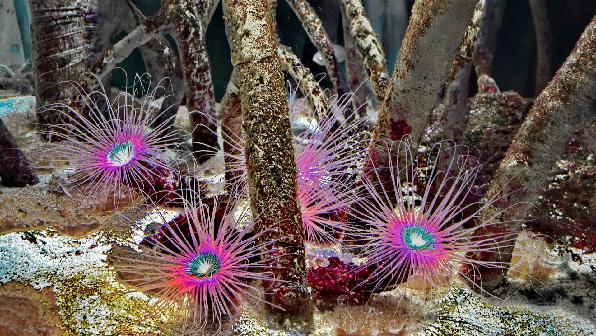 Seeanemonen