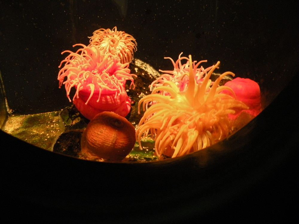Seeanemonen in einem Schaubecken im Nordsøen-Ozeanarium.