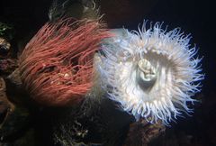 Seeanemonen, Oceanario Lisboa