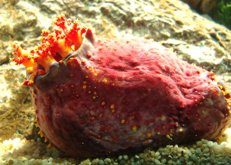 Seeapfel - Sea Apple - Pseudocolochirus axiologus