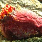 Seeapfel - Sea Apple - Pseudocolochirus axiologus