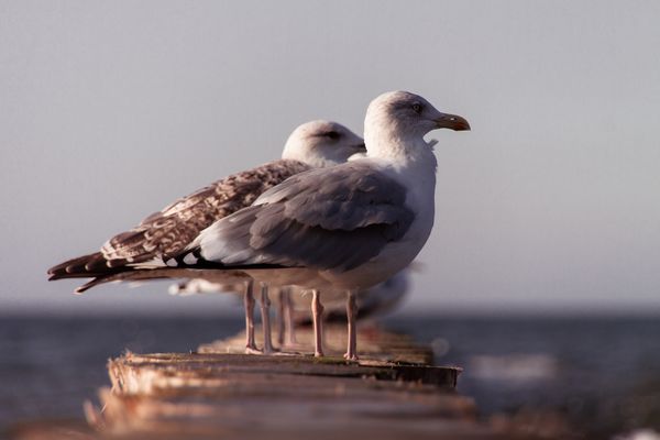 Seebad Horst - Pommern (Niechorze)
