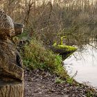 Seebär im Binnenland