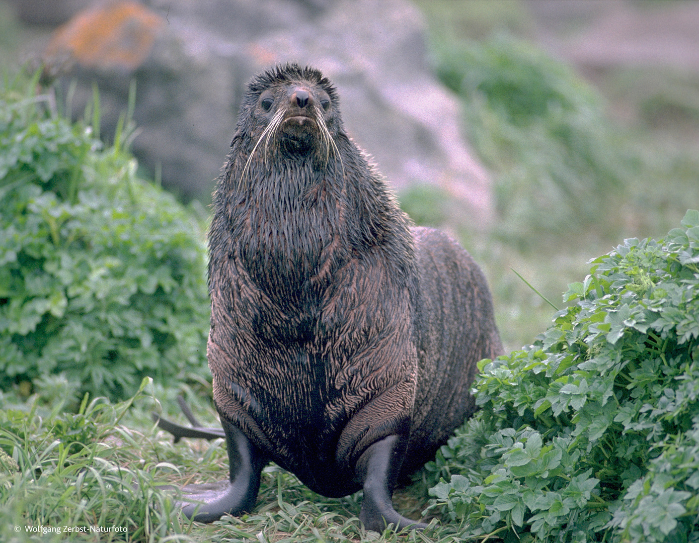    - Seebär  männlich. -