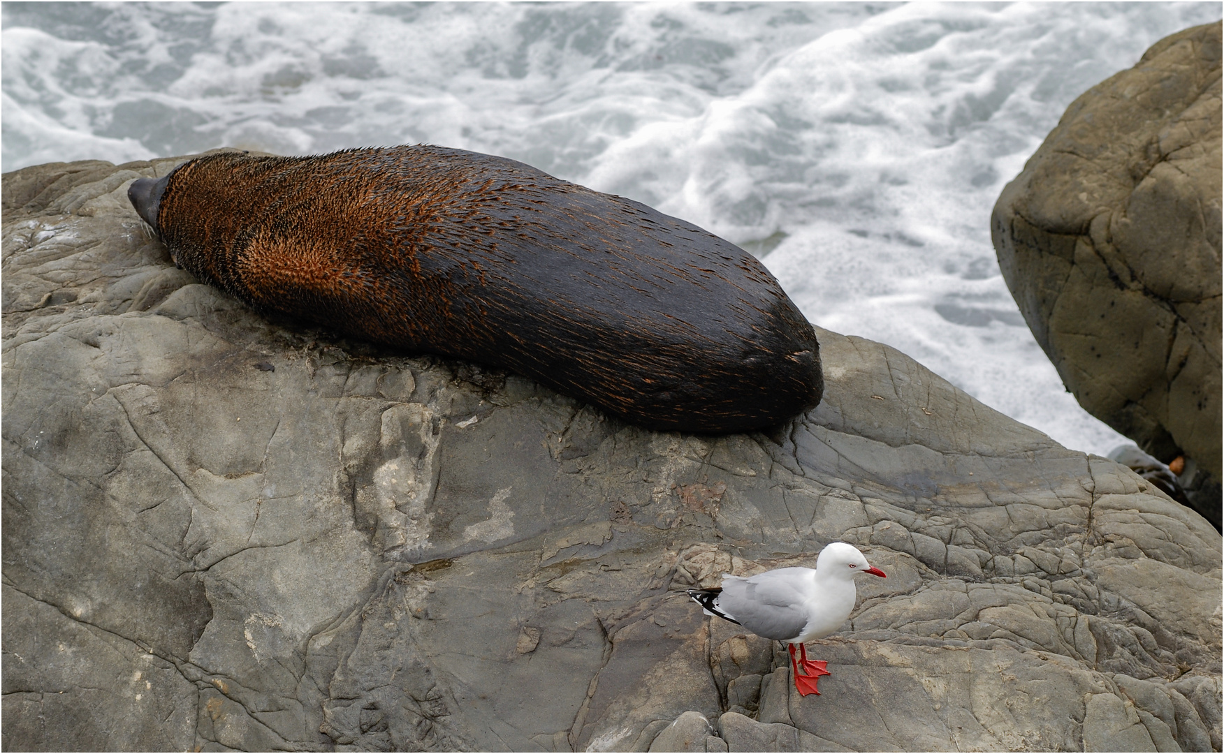 "Seebär mit Möwe" - Kaikoura, Südinsel Neuseeland