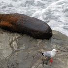 "Seebär mit Möwe" - Kaikoura, Südinsel Neuseeland