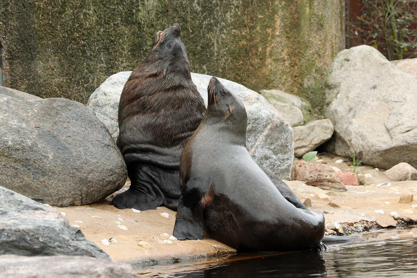 Seebär Pärchen