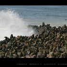 Seebären bei Cape Cross