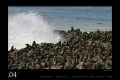 Seebären bei Cape Cross