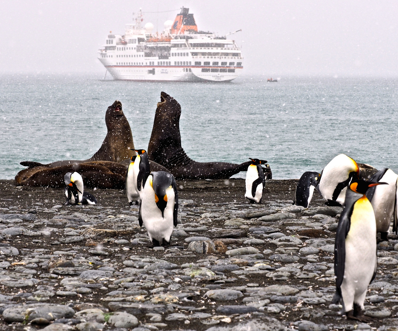 Seebären und Königspinguine