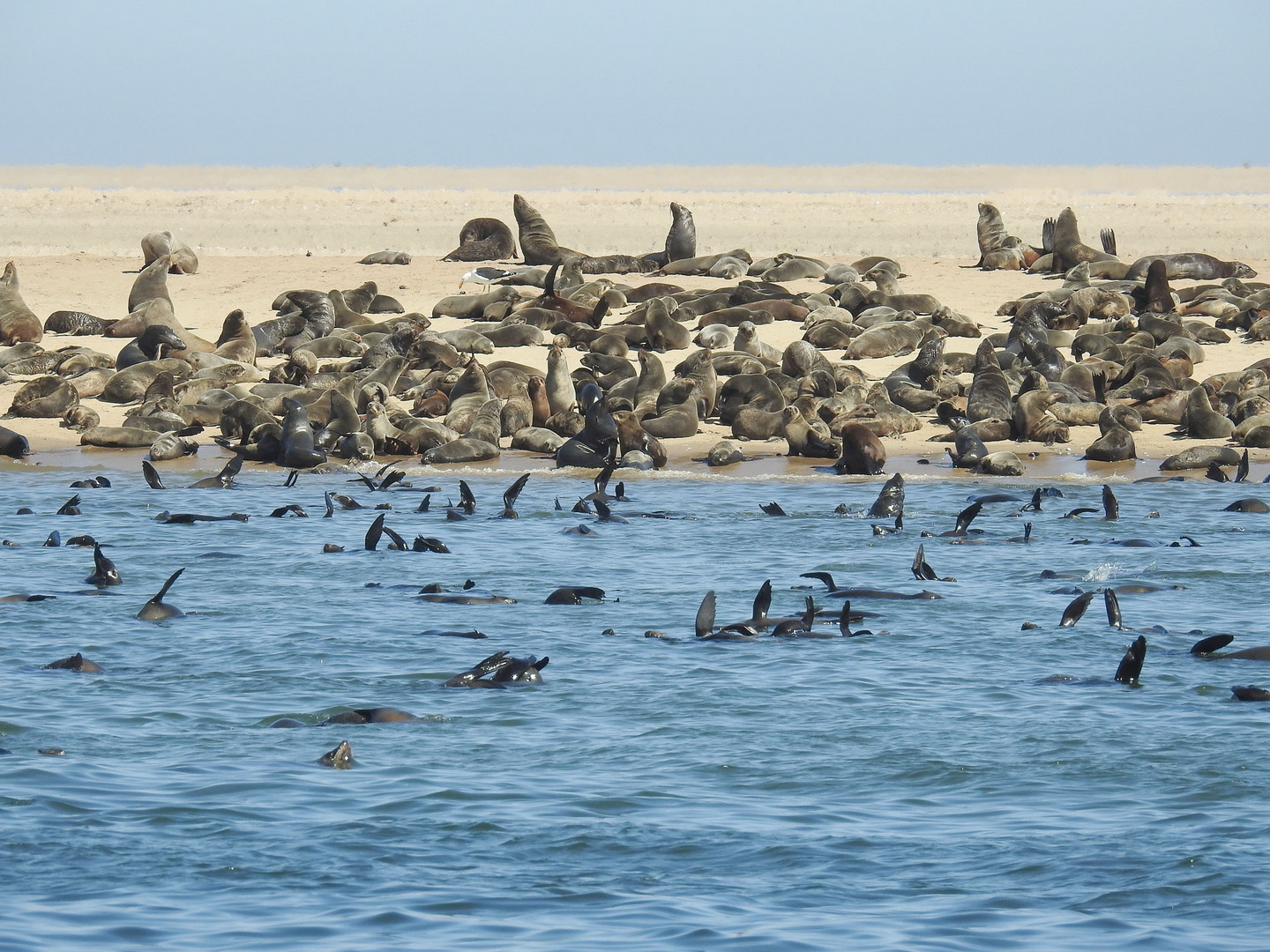 Seebärenkolonie an der Walvisbay