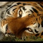 Seebebenhilfe - Sibirischer Tiger