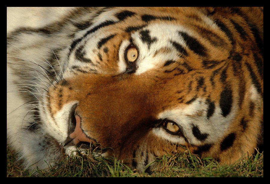 Seebebenhilfe - Sibirischer Tiger