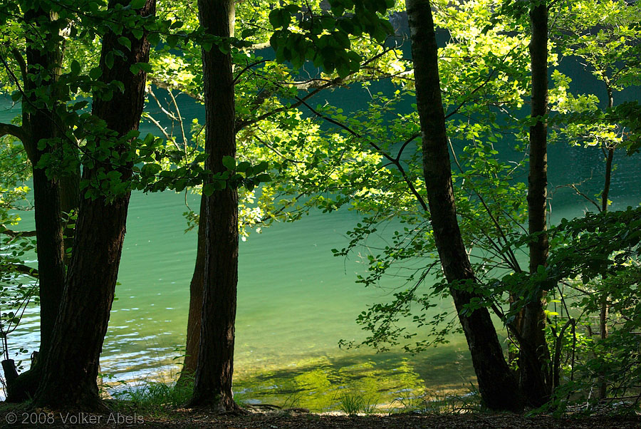 Seeblick durch Baumreihe