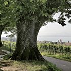 Seeblick mit Baumbaldachinen (Meersburg)