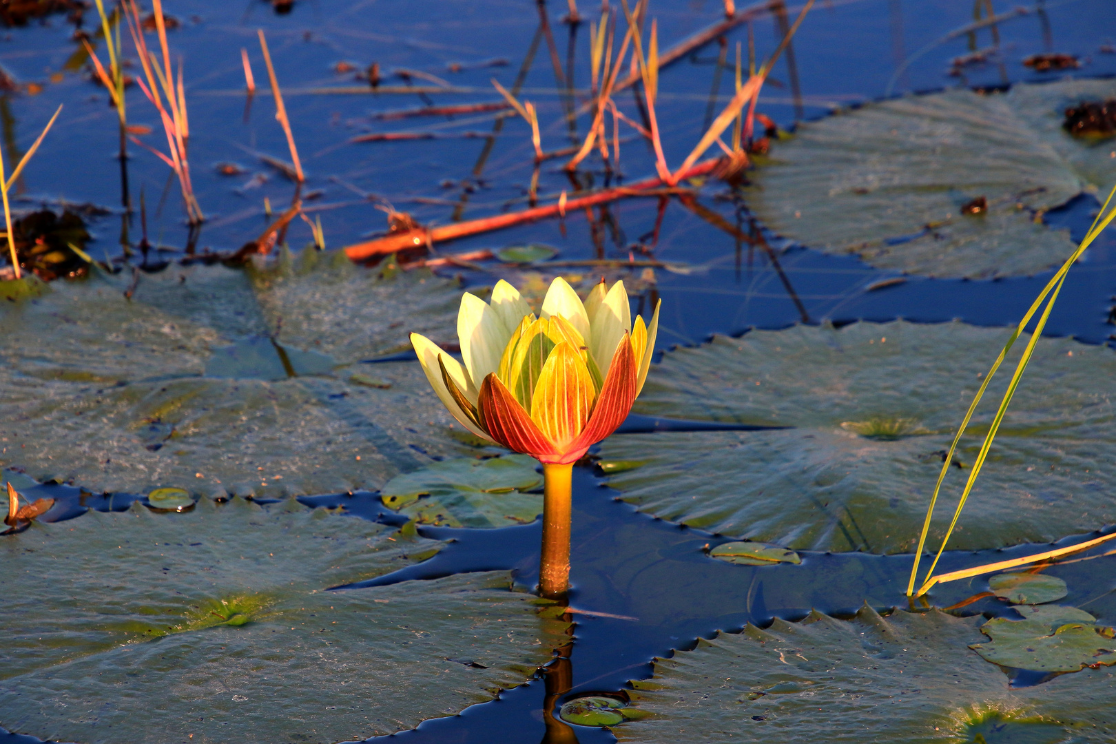 Seeblume auf dem Okavango