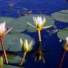 Seeblumen auf dem Okavango 