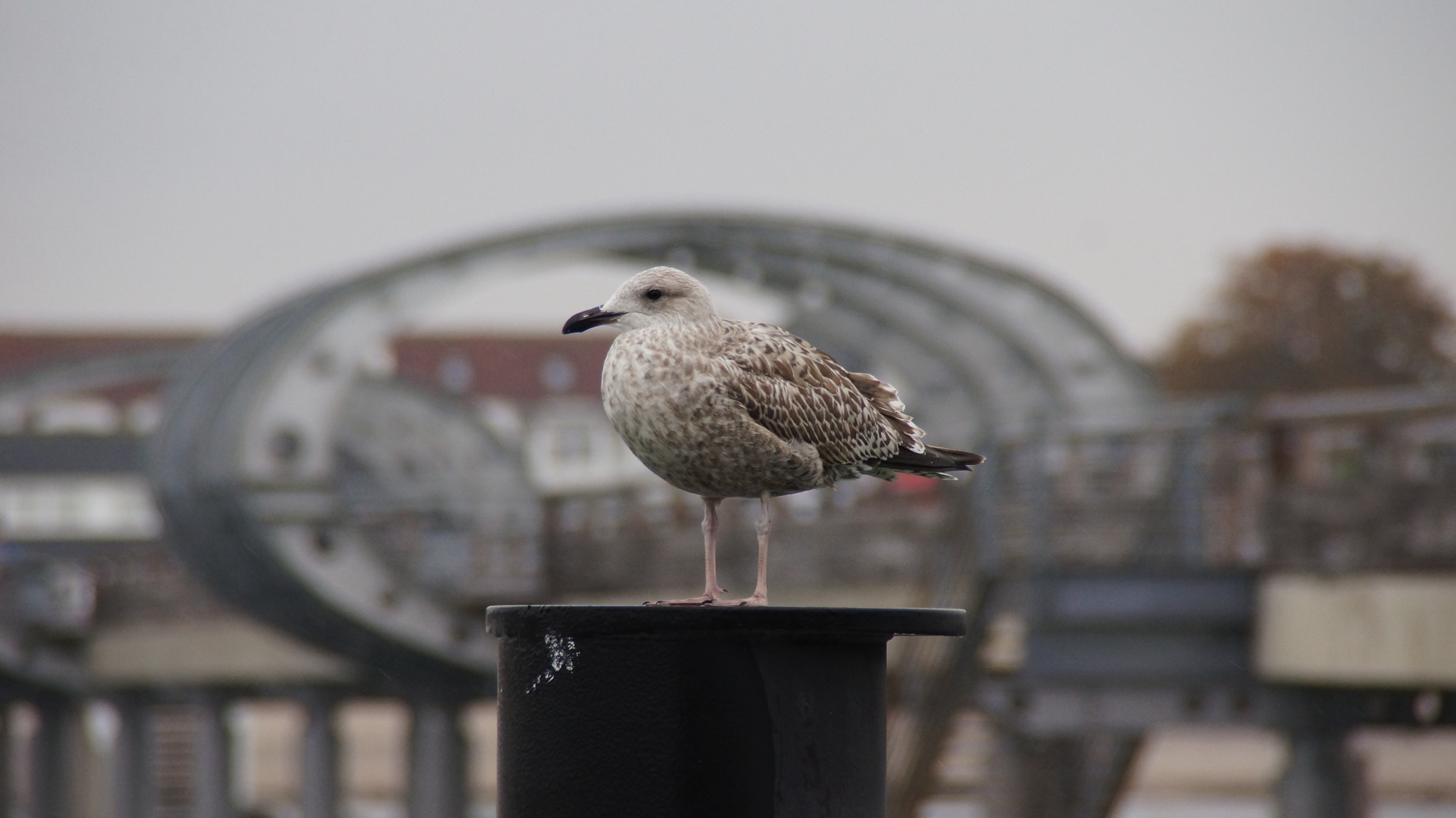 Seebrücke mit Möwe