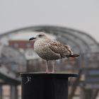 Seebrücke mit Möwe