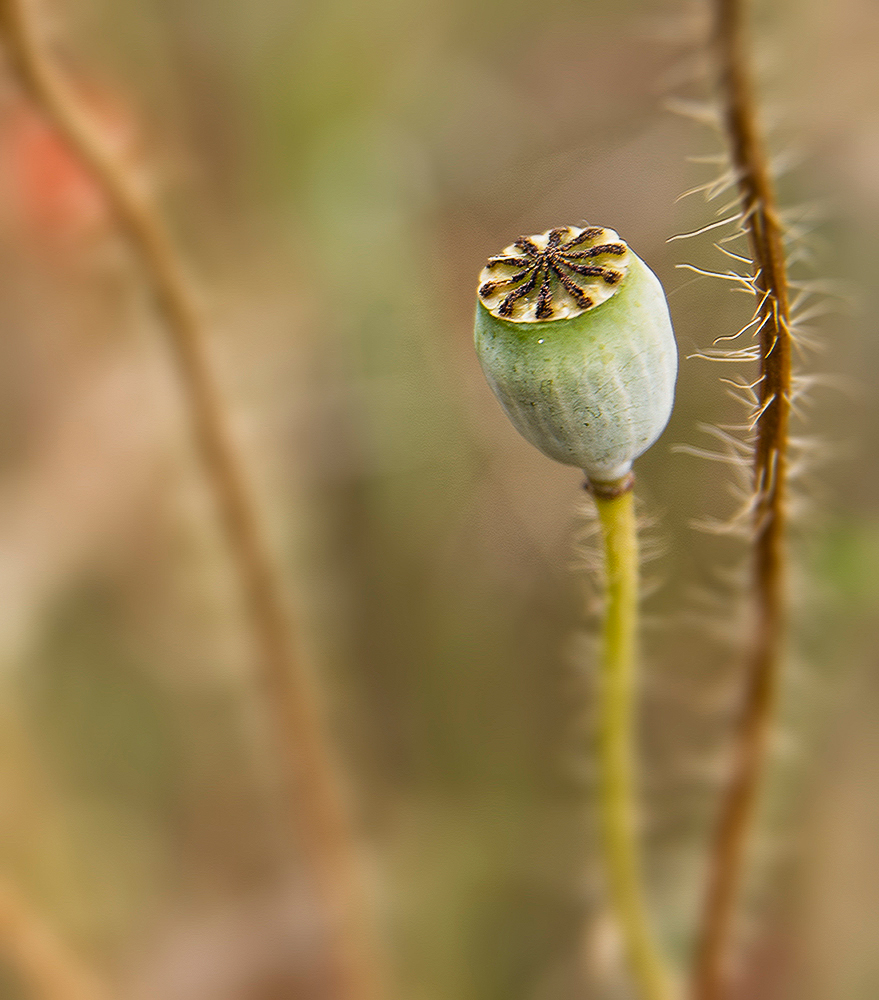 seed capsules