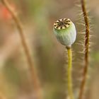 seed capsules