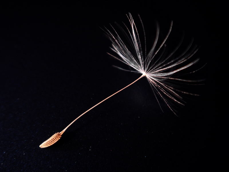 seed of a dandelion - Samenkorn des Löwenzahn