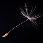 seed of a dandelion - Samenkorn des Löwenzahn