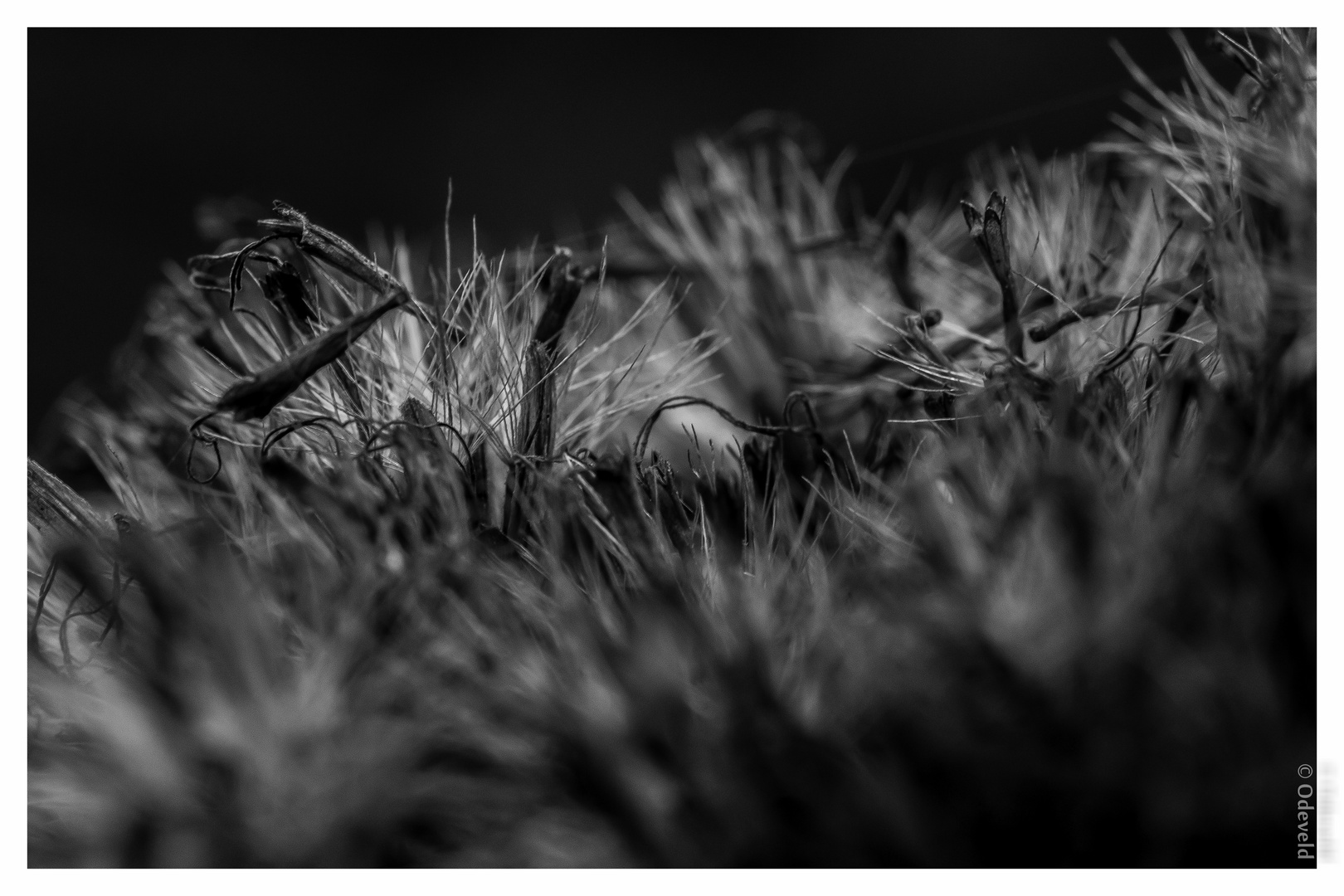 Seed of Hemp-agrimony.