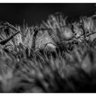 Seed of Hemp-agrimony.