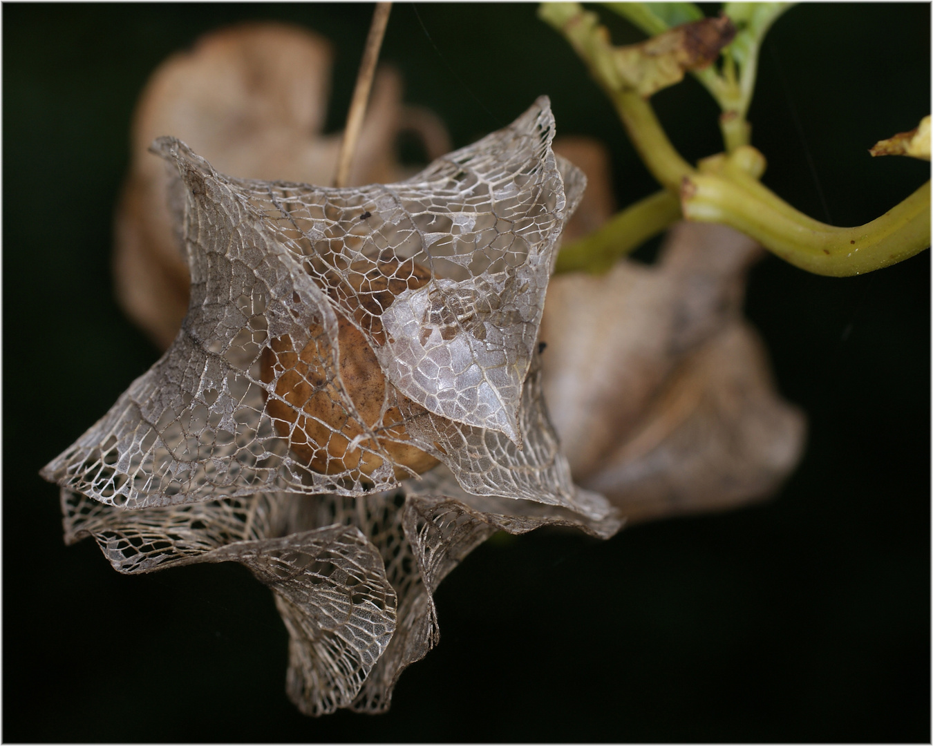 Seed Pod