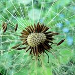 seedhead