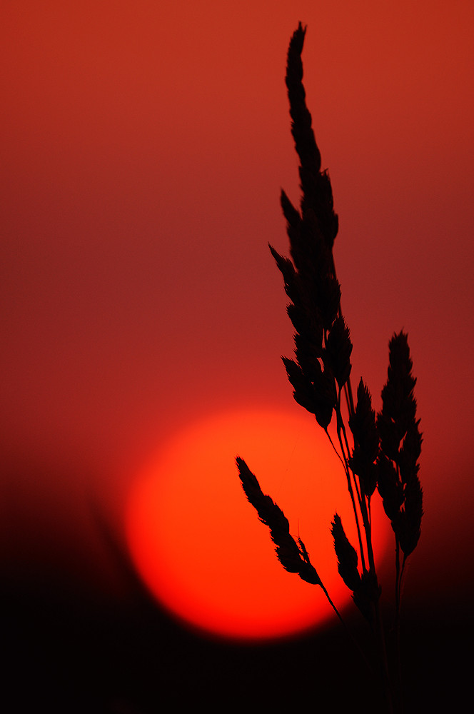 Seedhead sunset