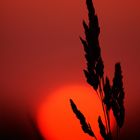 Seedhead sunset