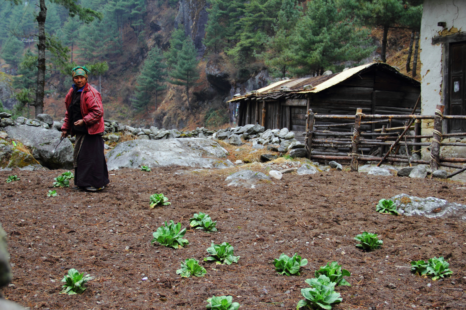 Seeding Potatoes