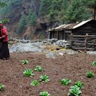 Seeding Potatoes